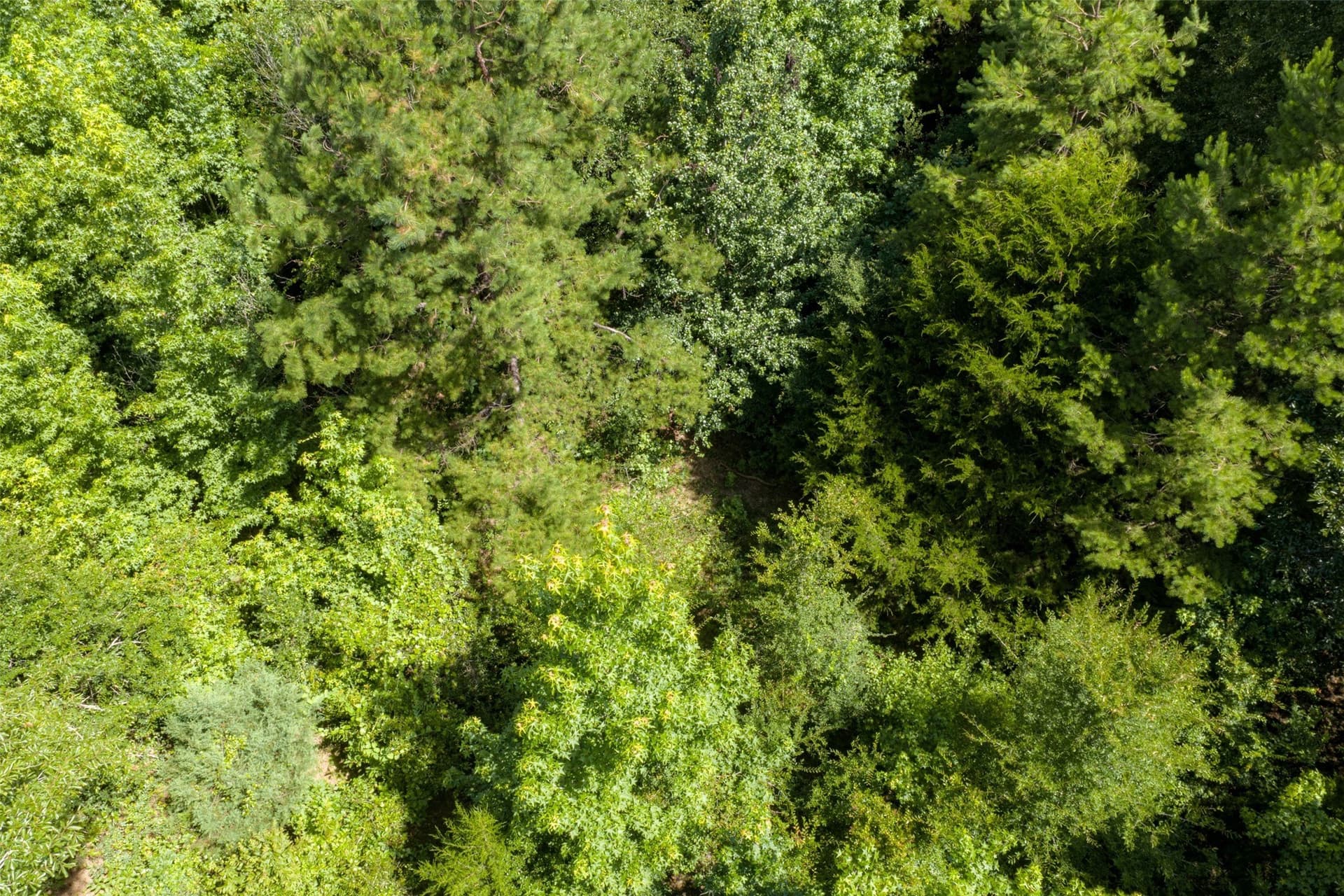 19.97 acres in Panola County - photo 36