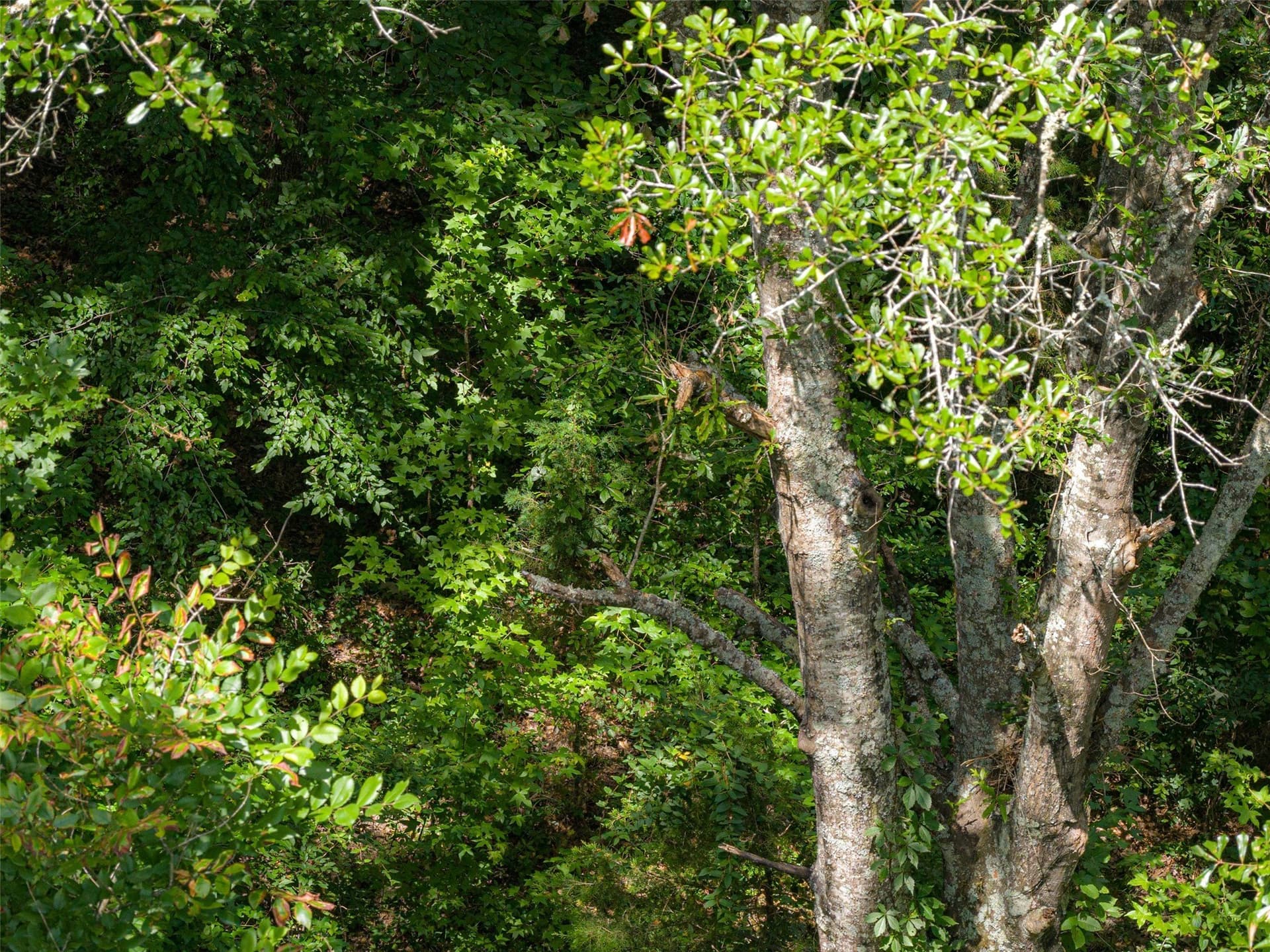 19.97 acres in Panola County - photo 12