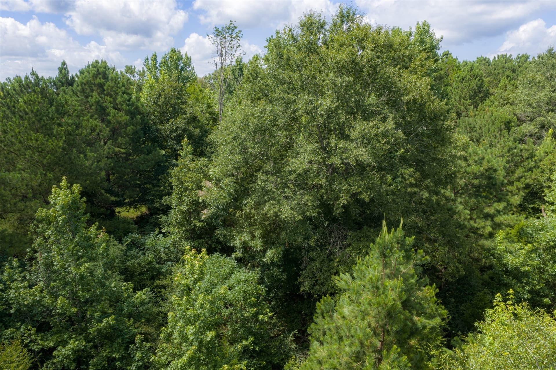 19.97 acres in Panola County - photo 28