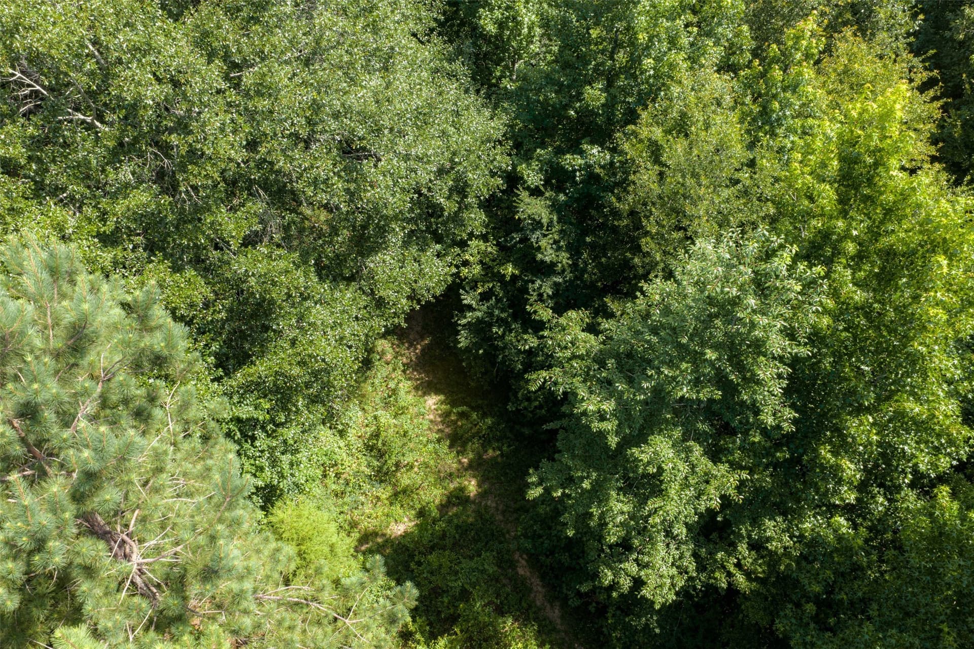 19.97 acres in Panola County - photo 17