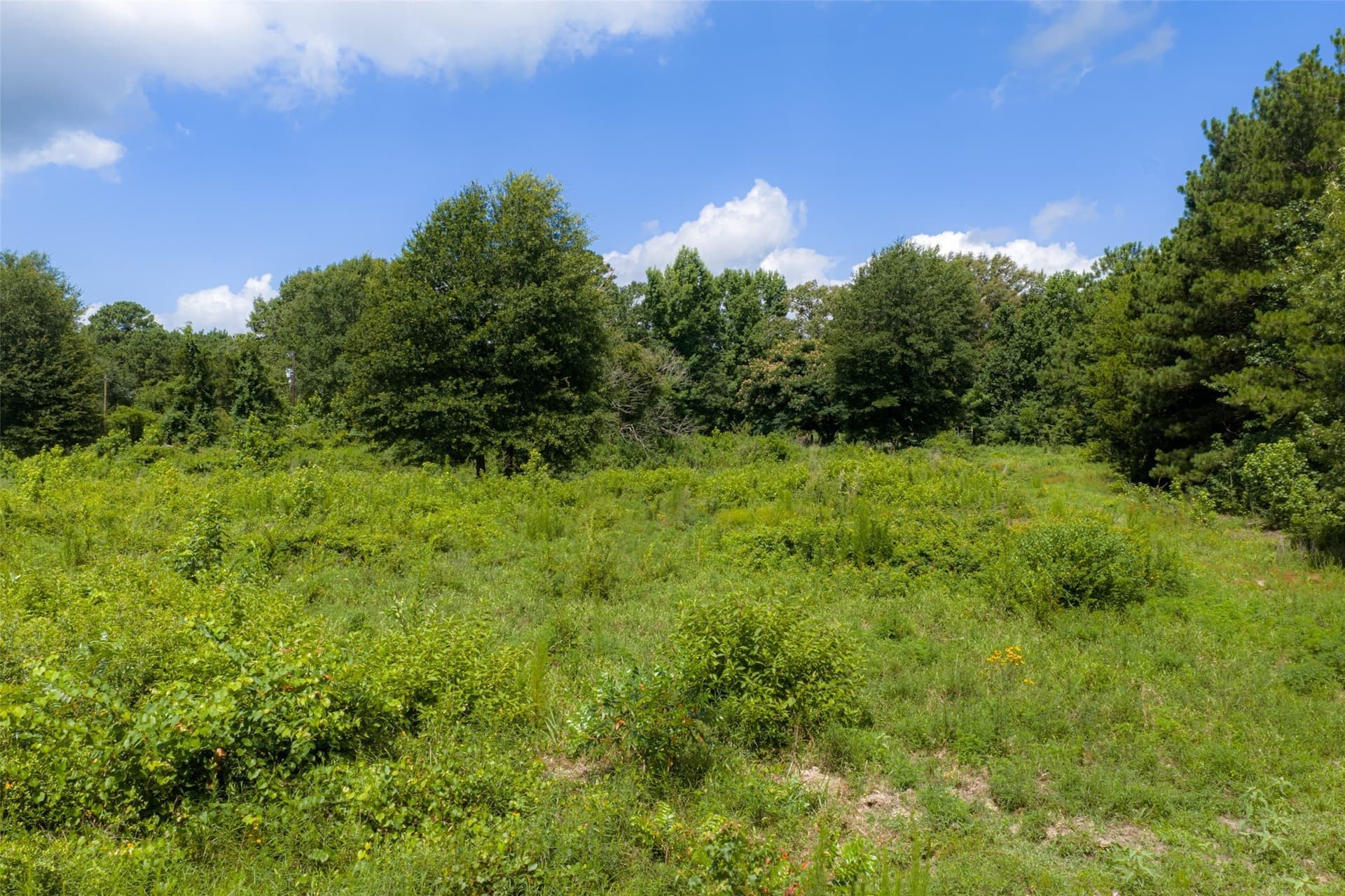 19.97 acres in Panola County - photo 38