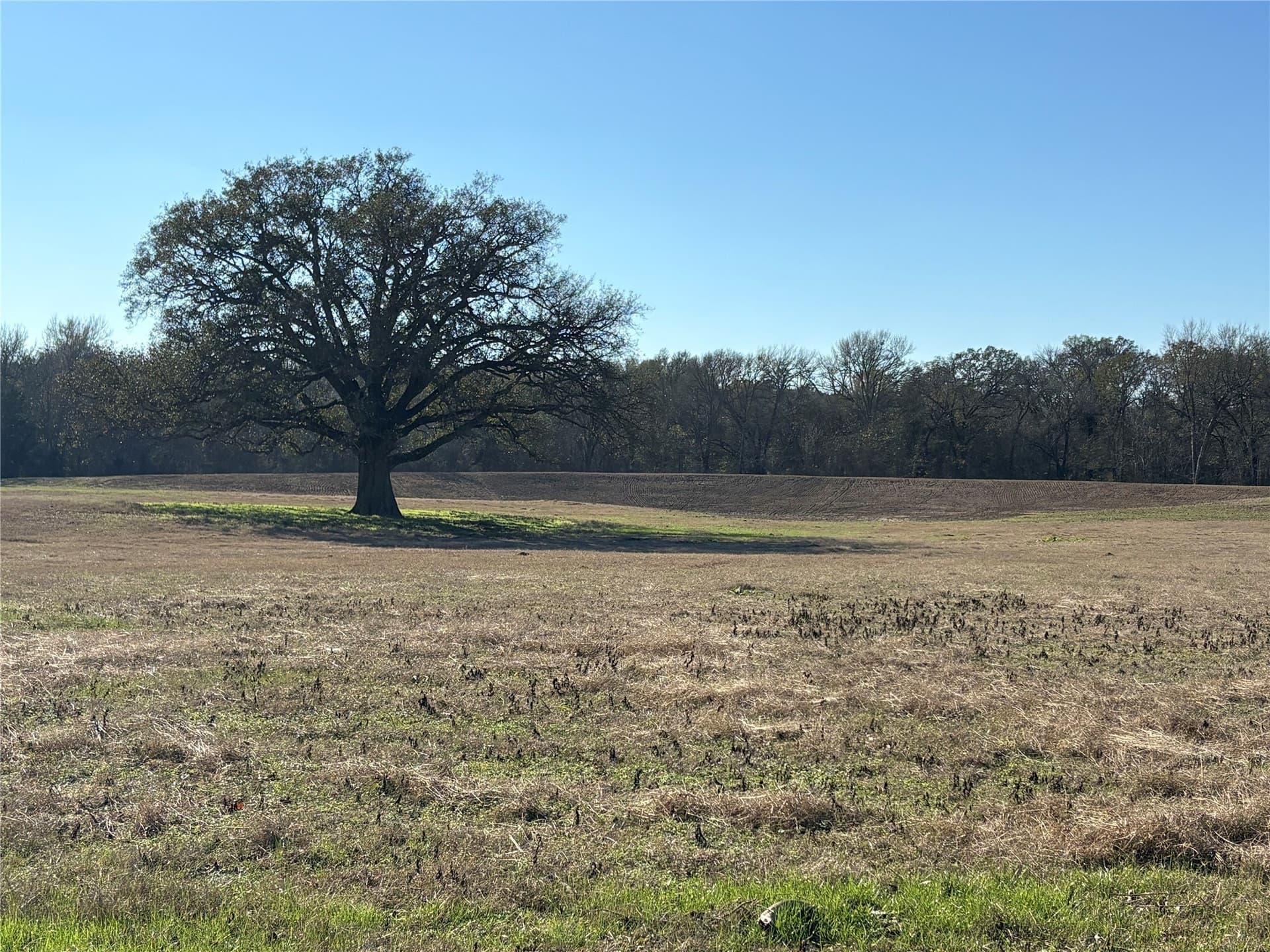 175 acres in Hopkins County - photo 25