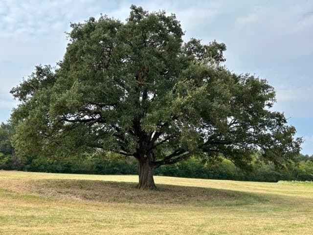 175 acres in Hopkins County - photo 19