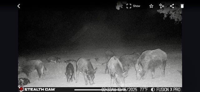 175 acres in Hopkins County - photo 37