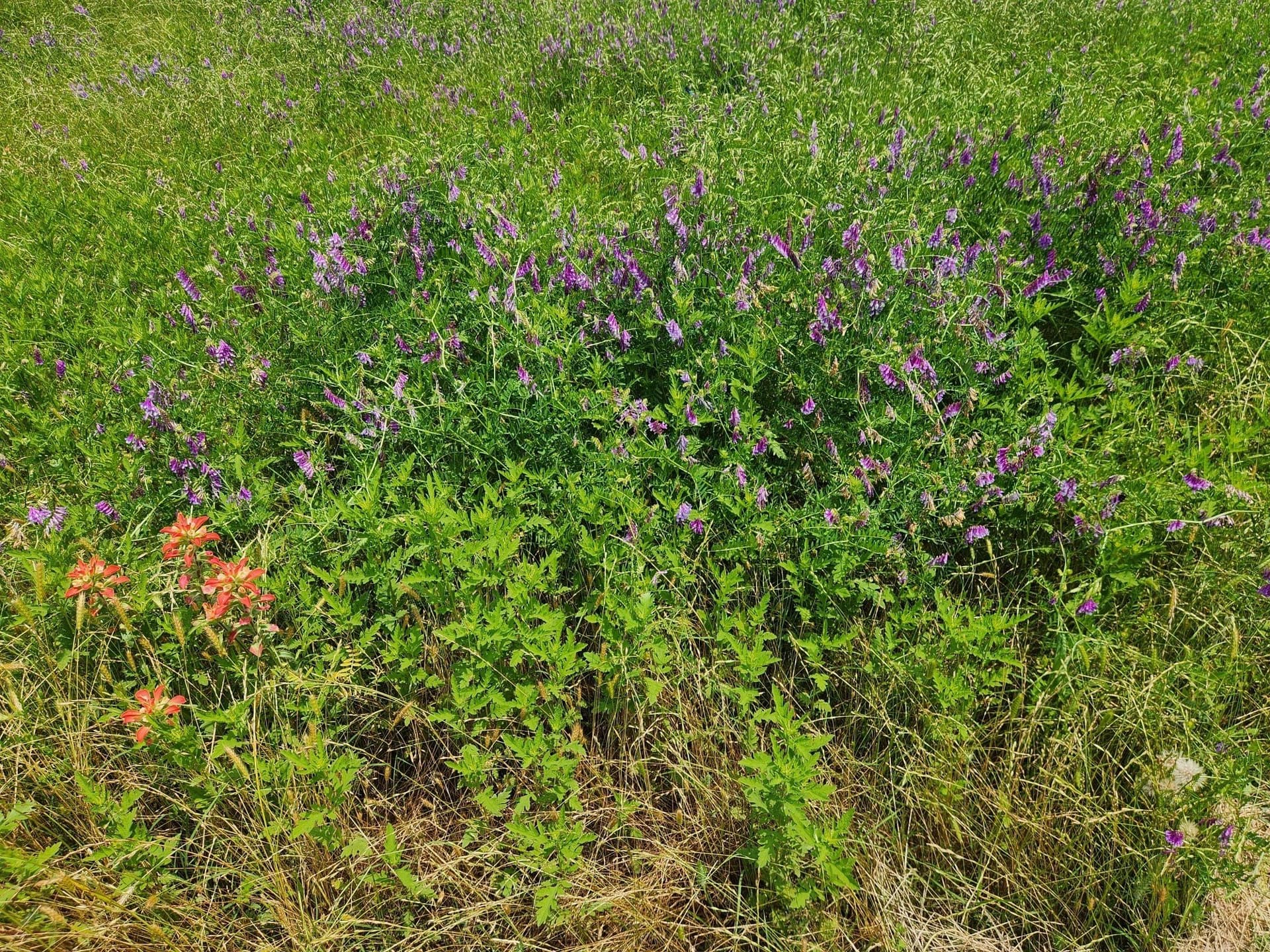 1.02 acres in Henderson County - photo 12