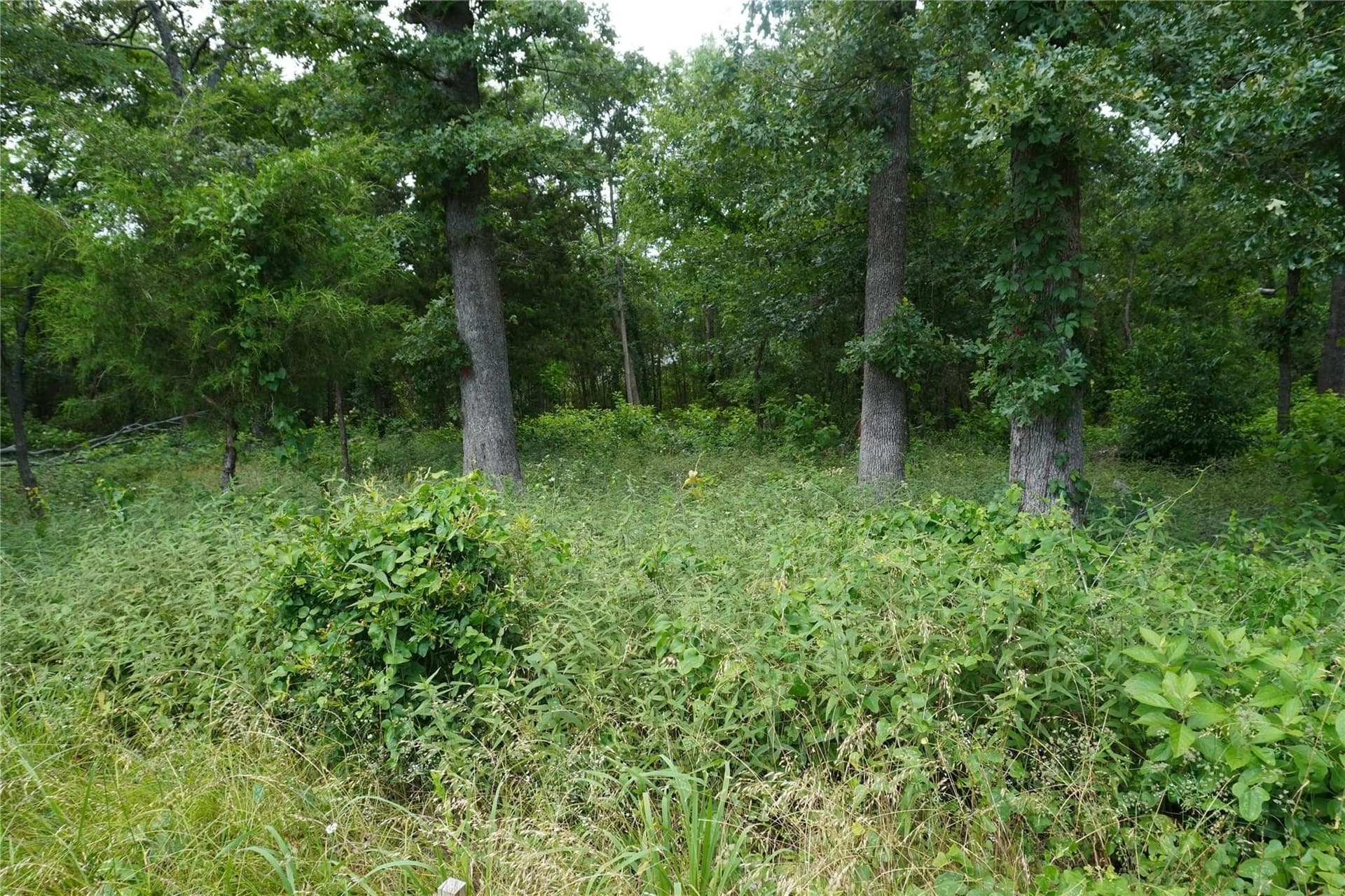 1.14 acres in Hopkins County gallery image 4