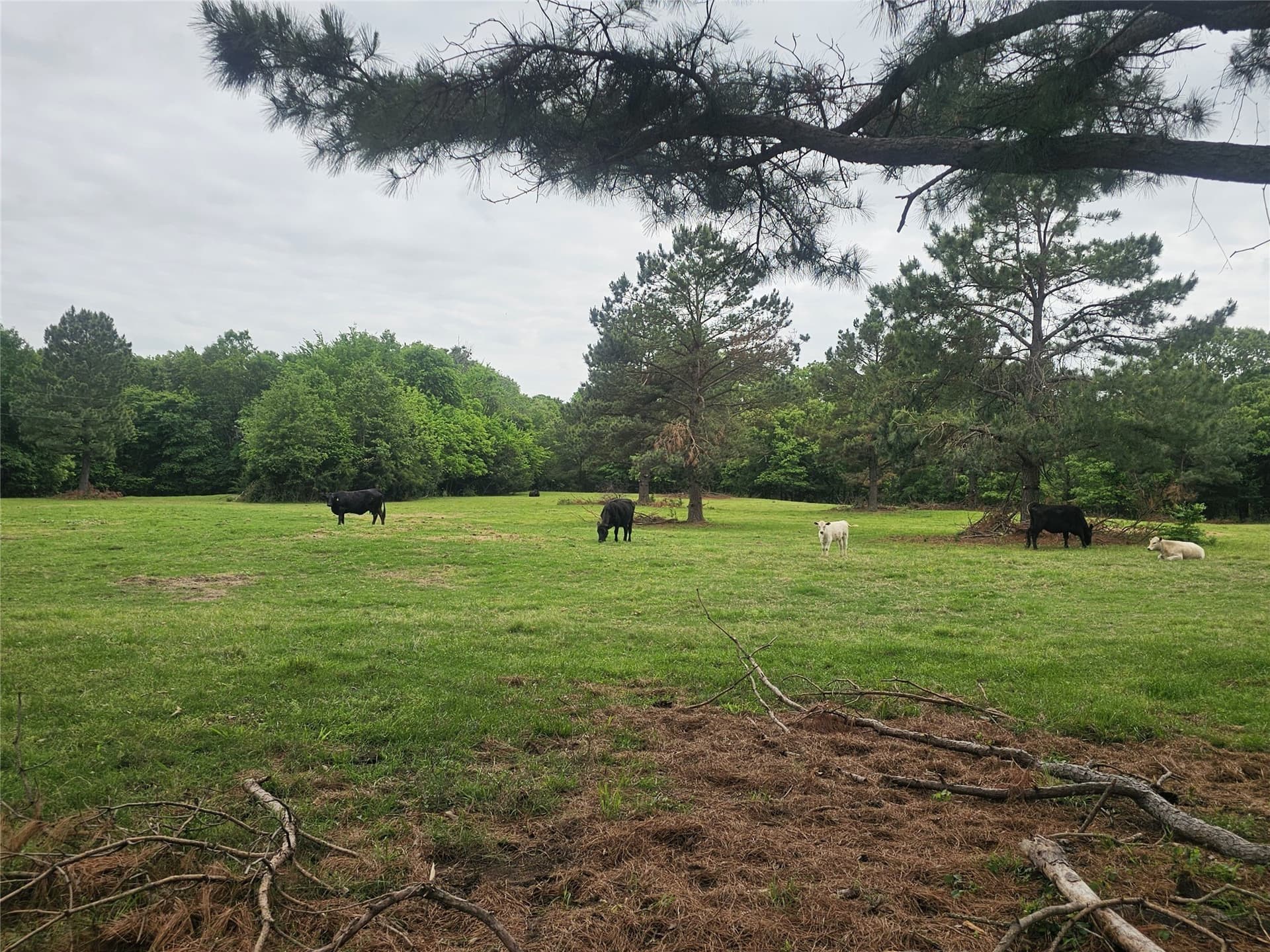 17.73 acres in Lamar County - photo 6