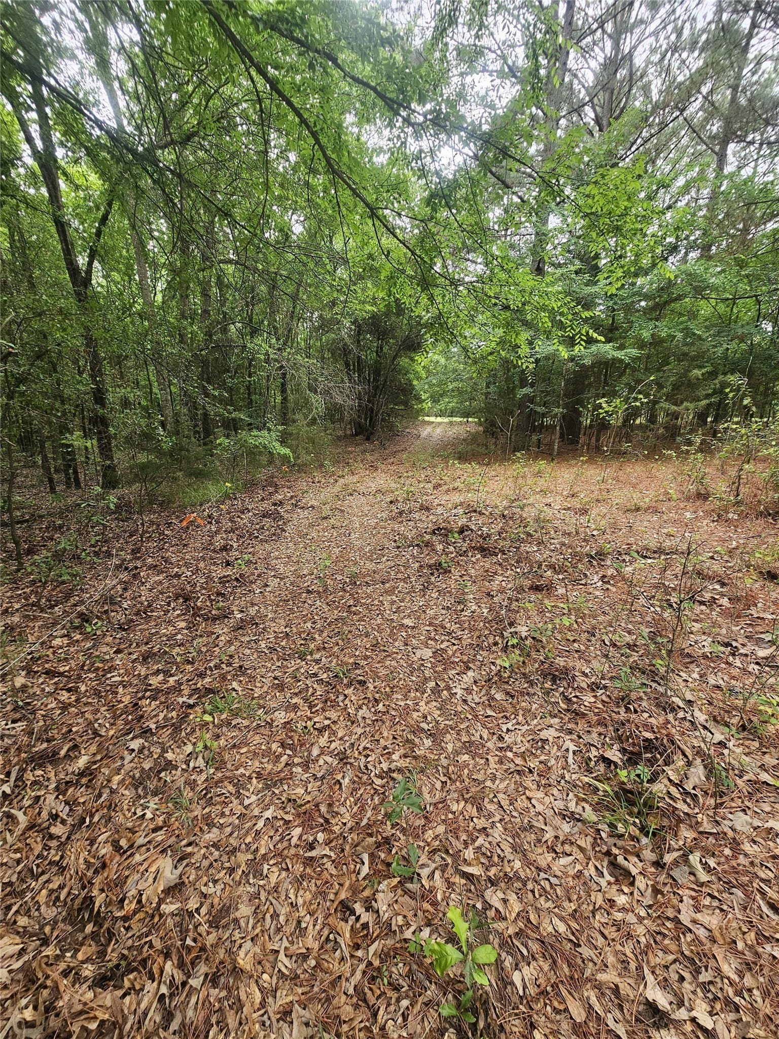 17.73 acres in Lamar County - photo 4