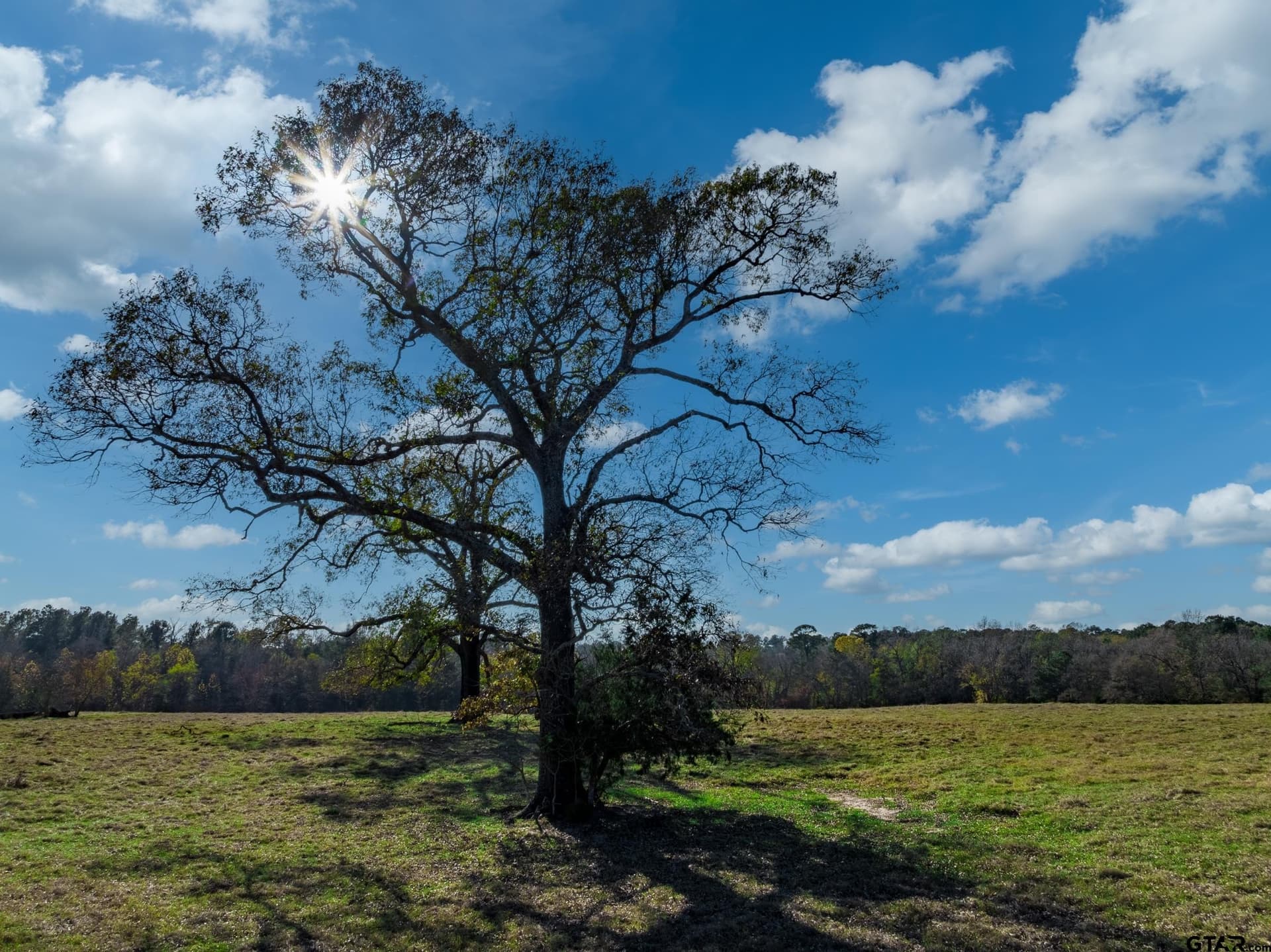 38 acres in Anderson County gallery image 4