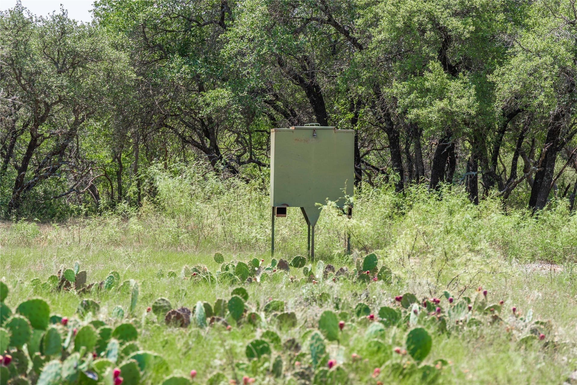 230 acres in Coleman County - photo 24