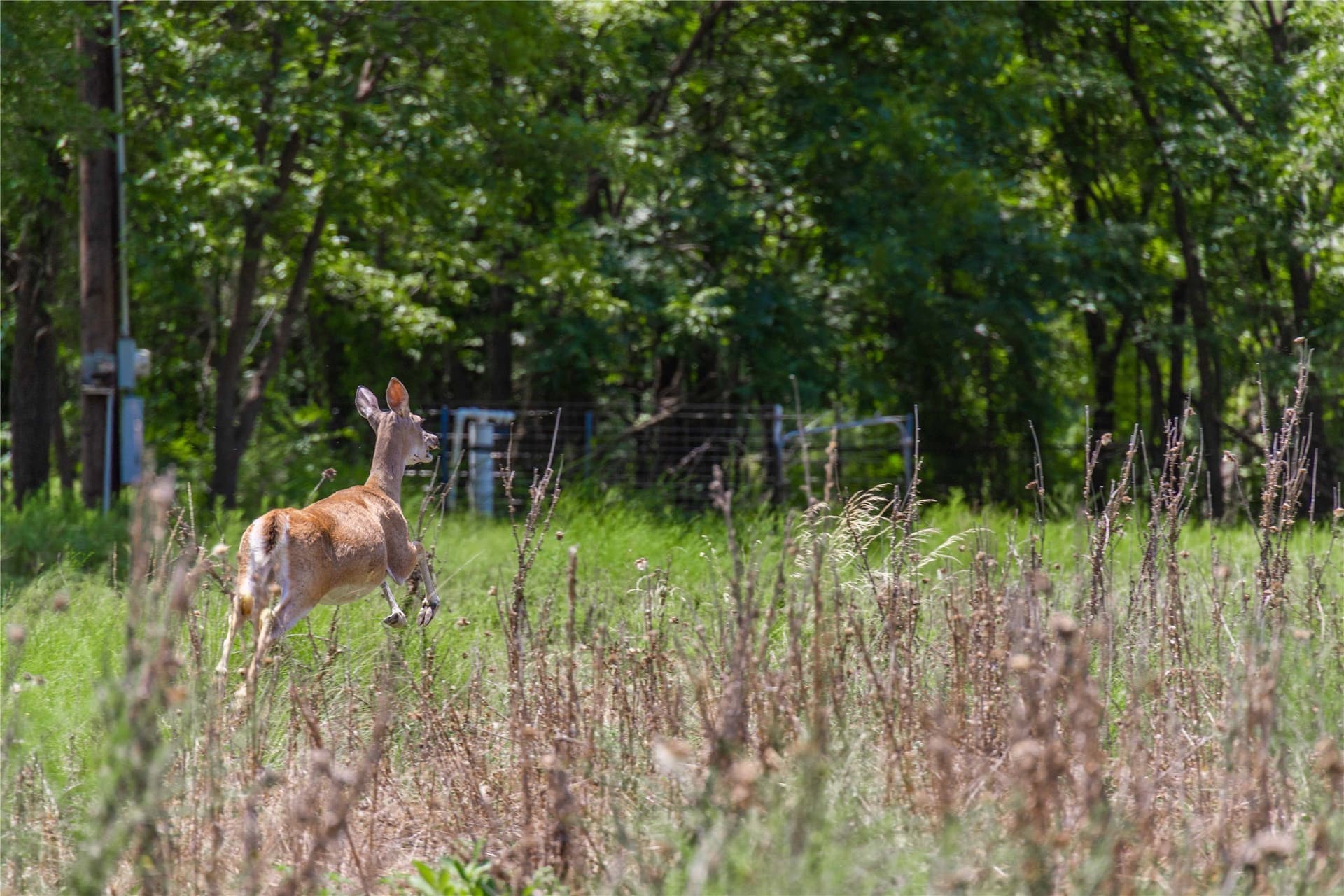 230 acres in Coleman County - photo 37