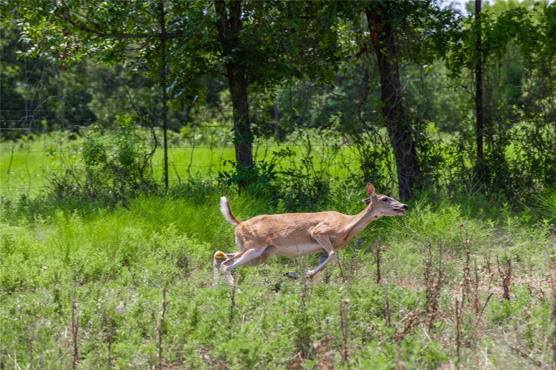 230 acres in Coleman County - photo 36
