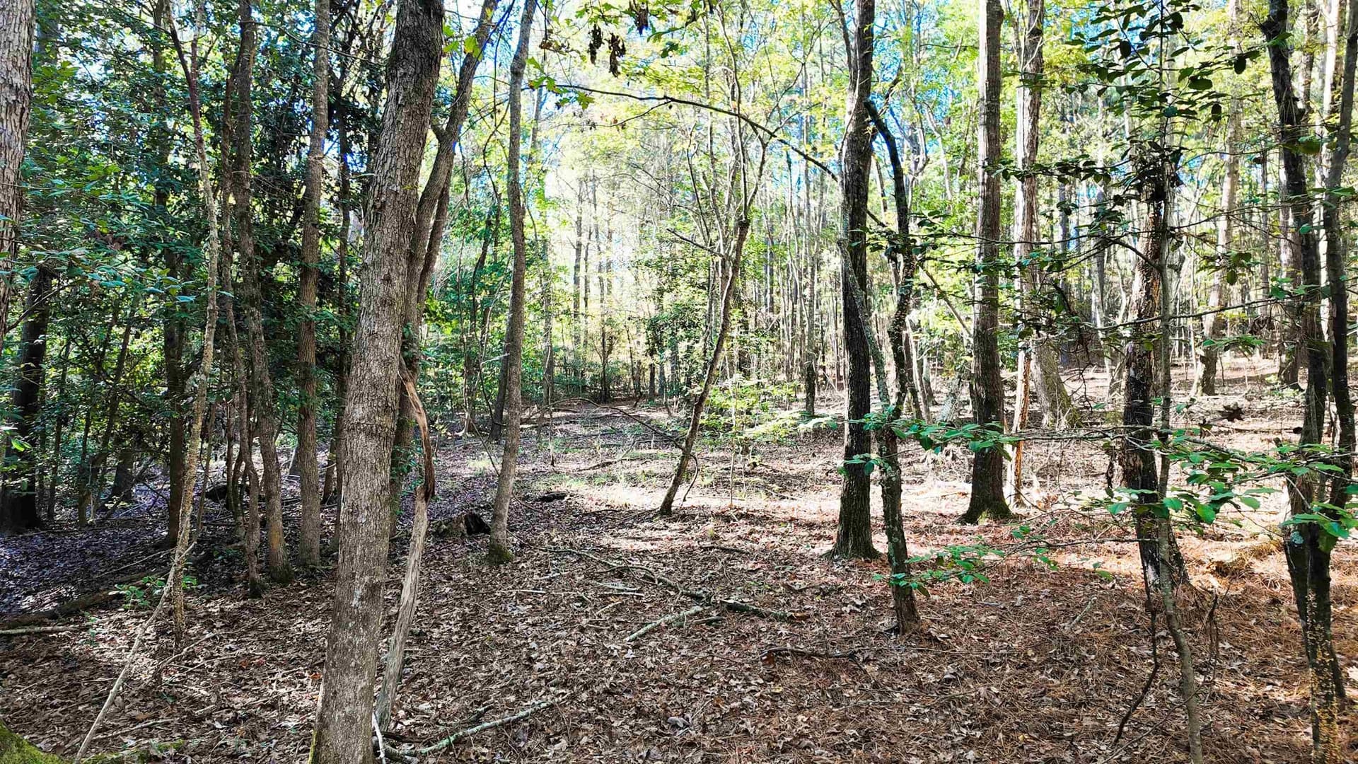 33.31 acres in Texas County - photo 20