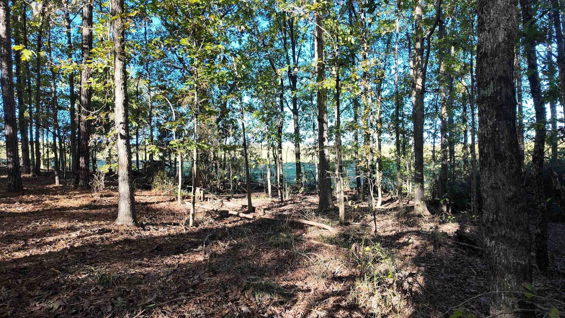 33.31 acres in Texas County - photo 24