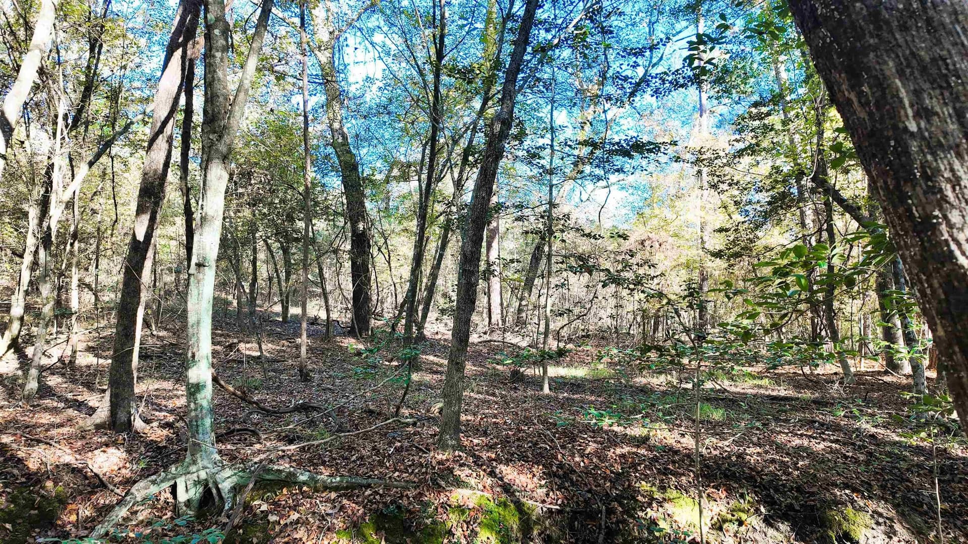 33.31 acres in Texas County - photo 13