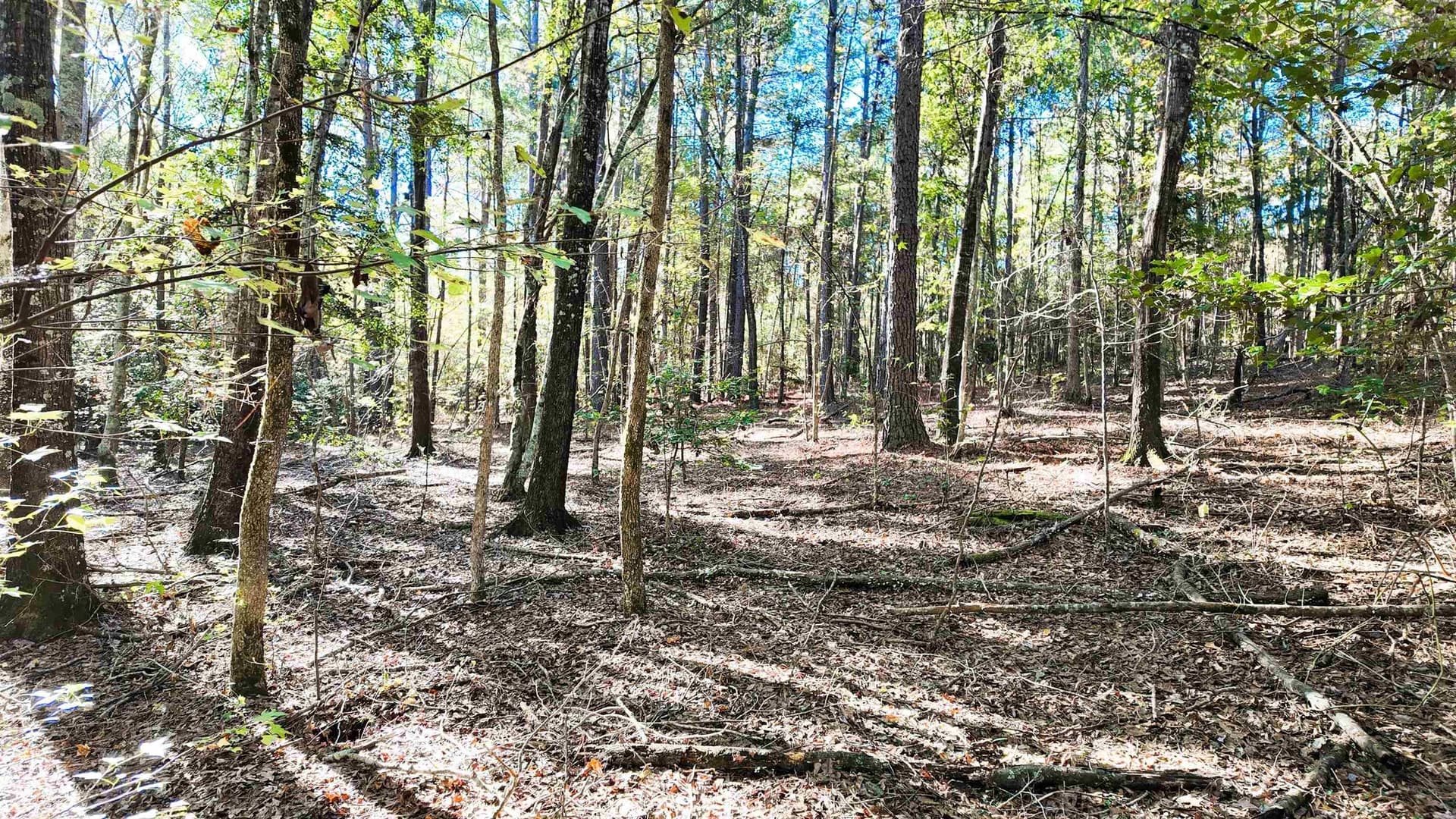 33.31 acres in Texas County - photo 22