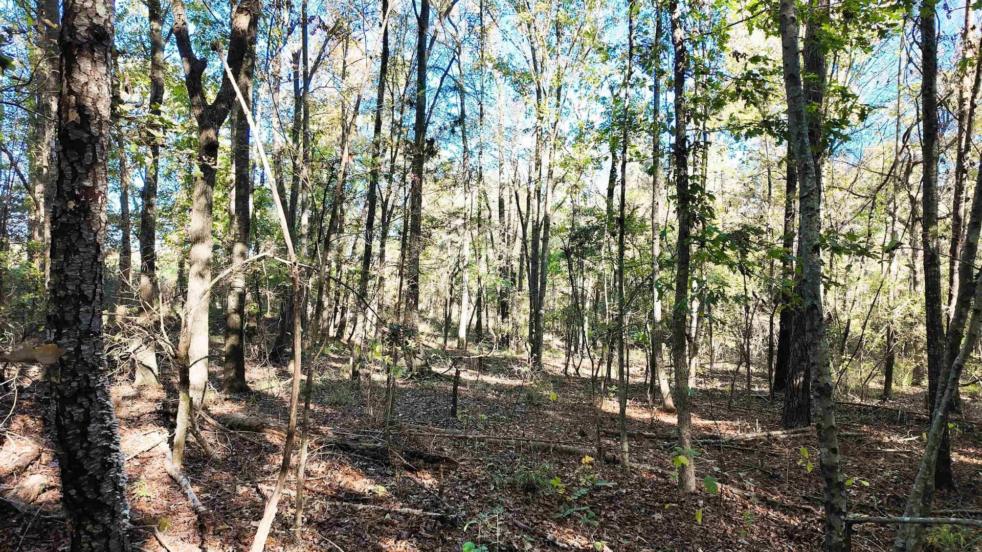 33.31 acres in Texas County - photo 23