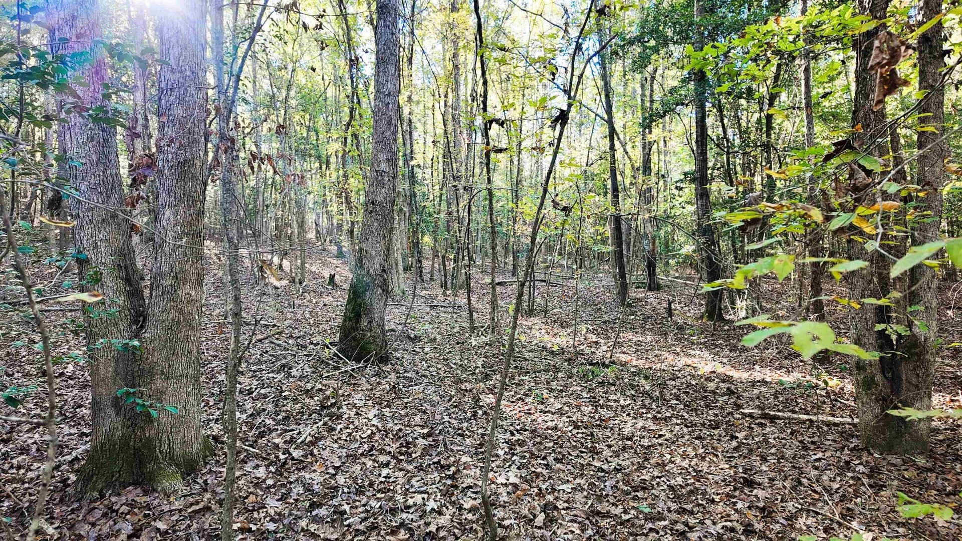 33.31 acres in Texas County - photo 17