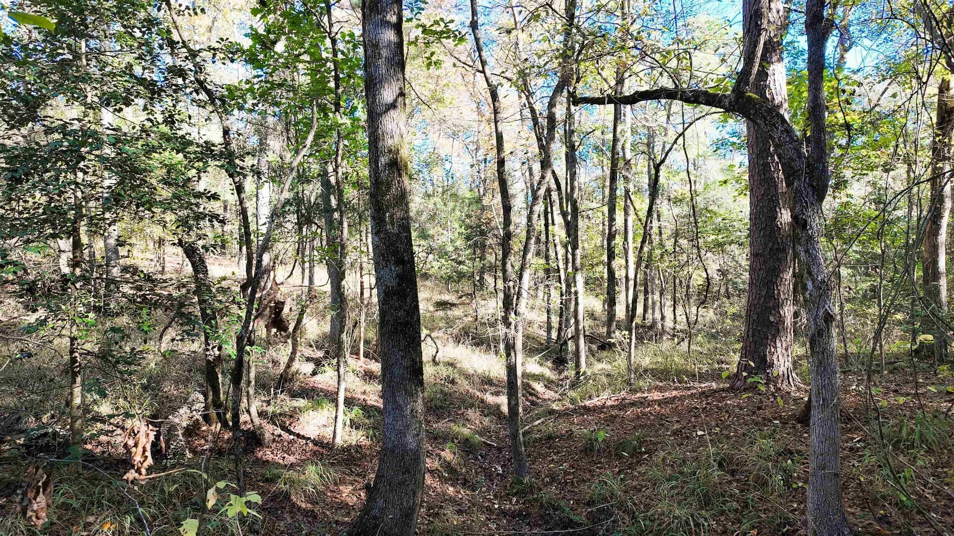 33.31 acres in Texas County - photo 26