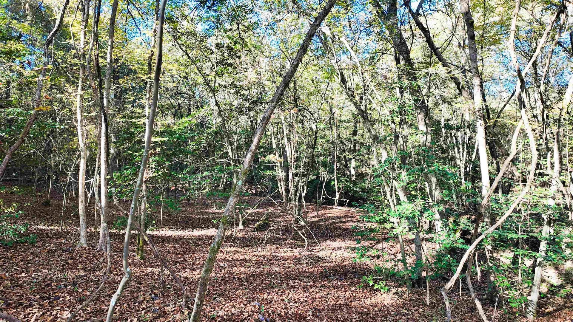 33.31 acres in Texas County - photo 11