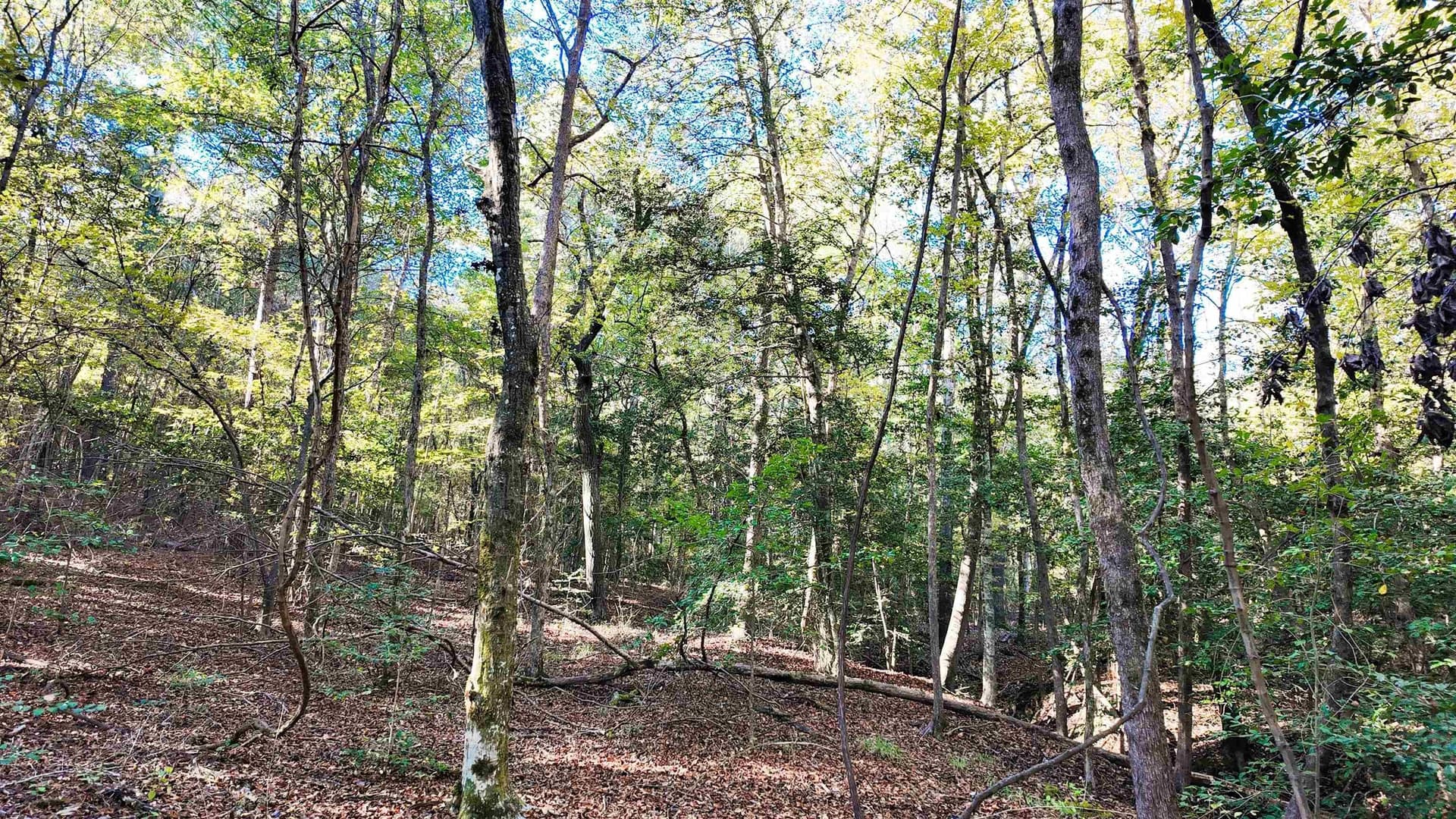 33.31 acres in Texas County - photo 14