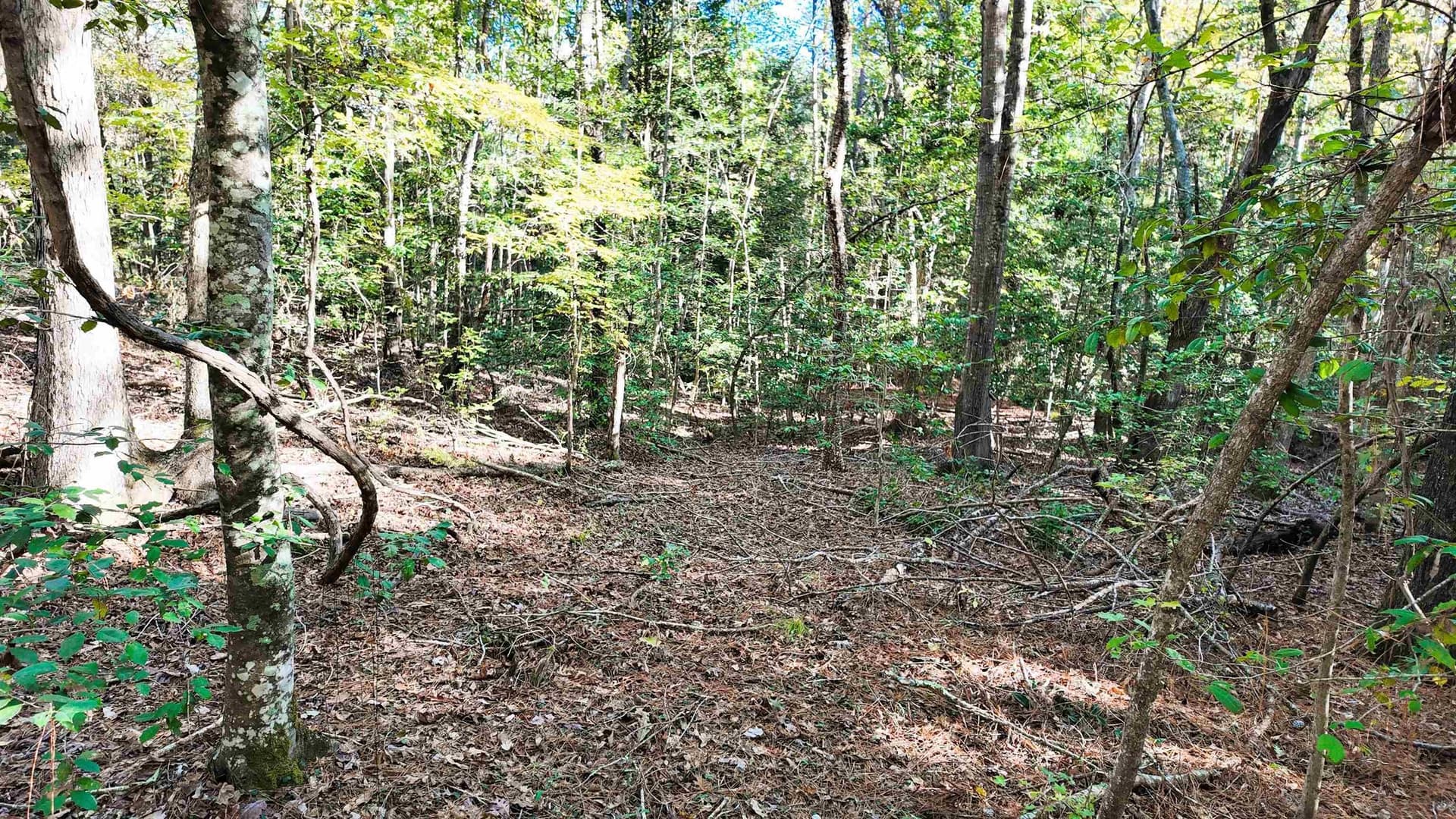 33.31 acres in Texas County - photo 21