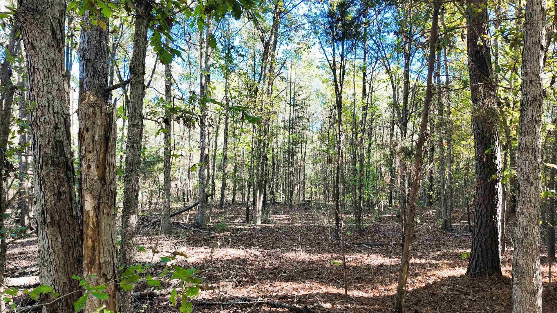 33.31 acres in Texas County - photo 25