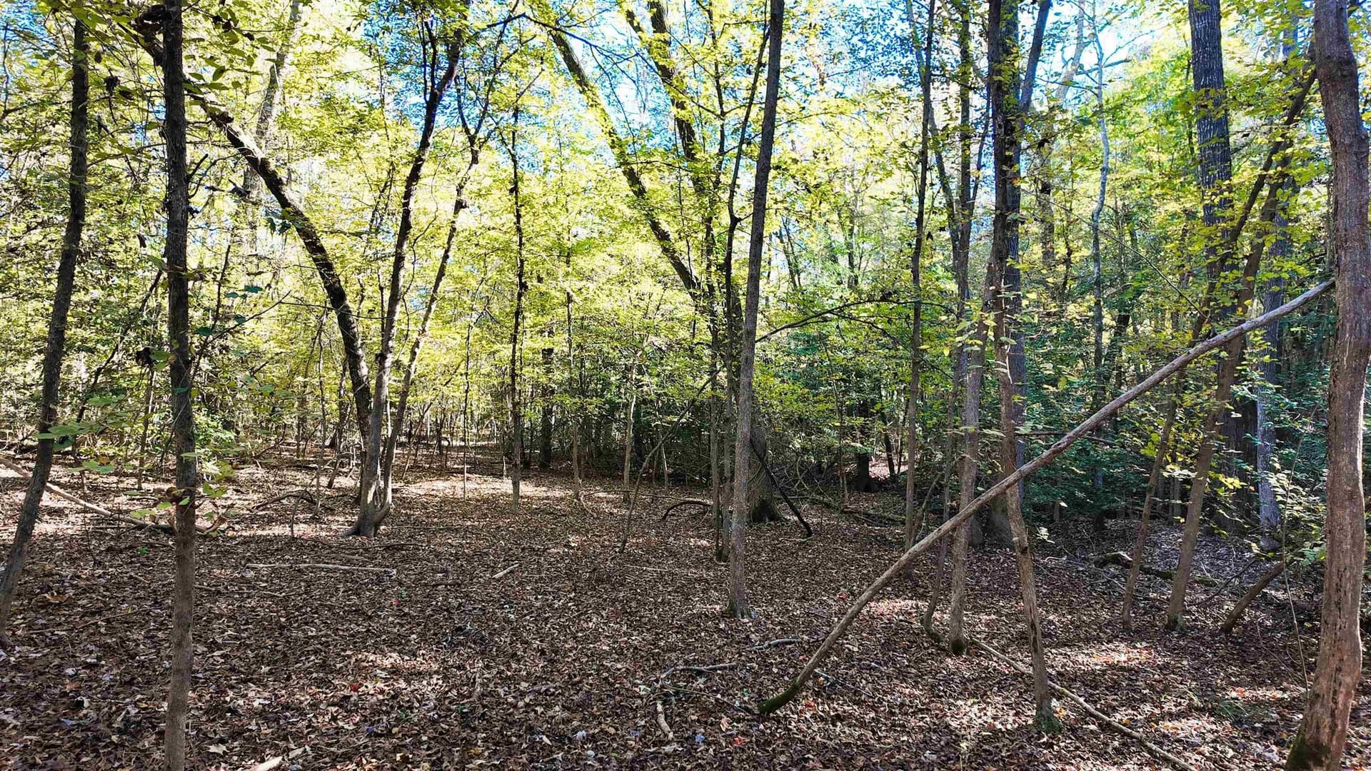 33.31 acres in Texas County - photo 27