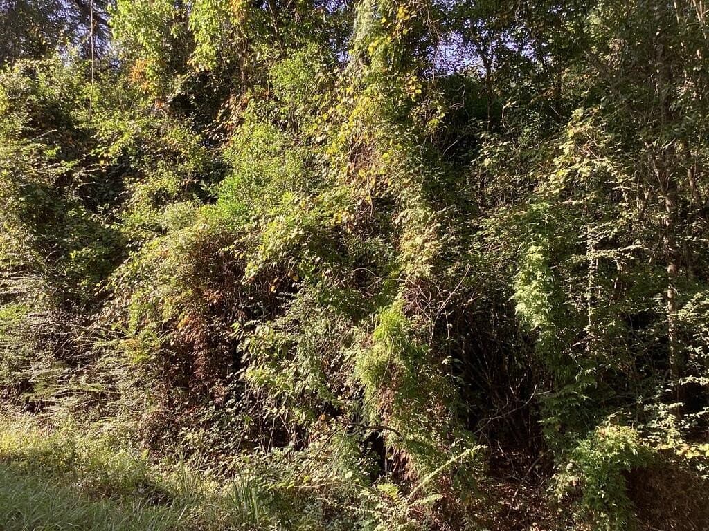 24.72 acres in Texas County - photo 41