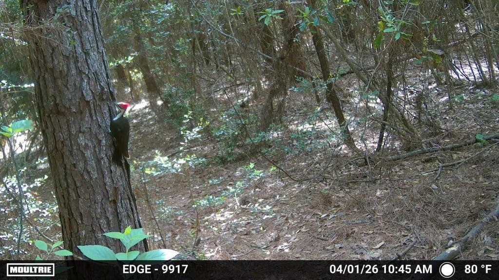 24.72 acres in Texas County - photo 43