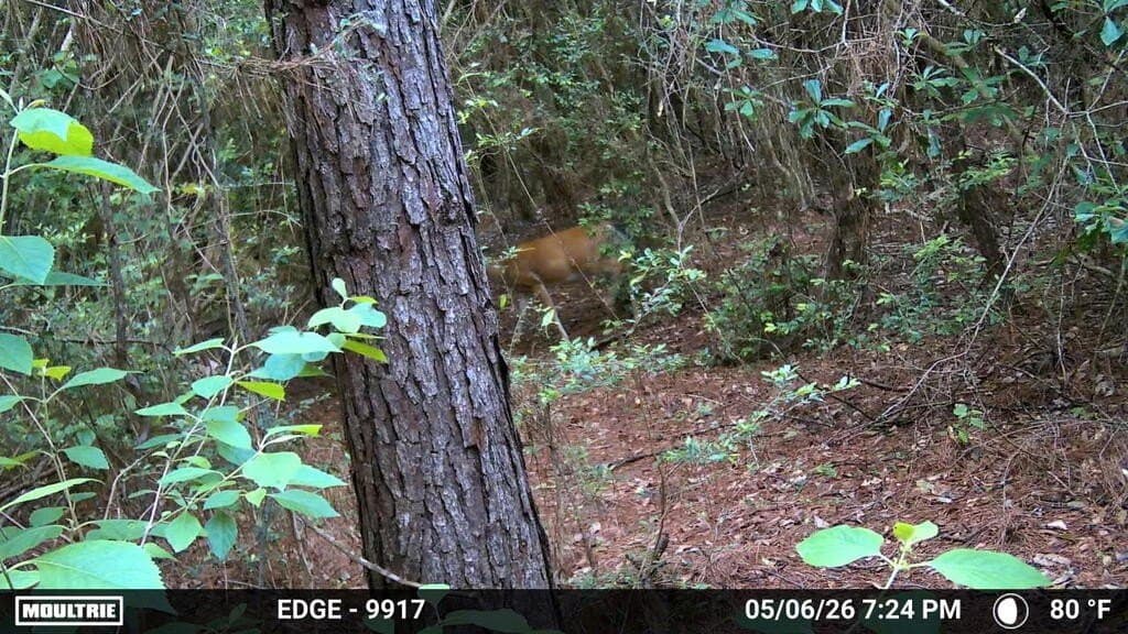 24.72 acres in Texas County - photo 42