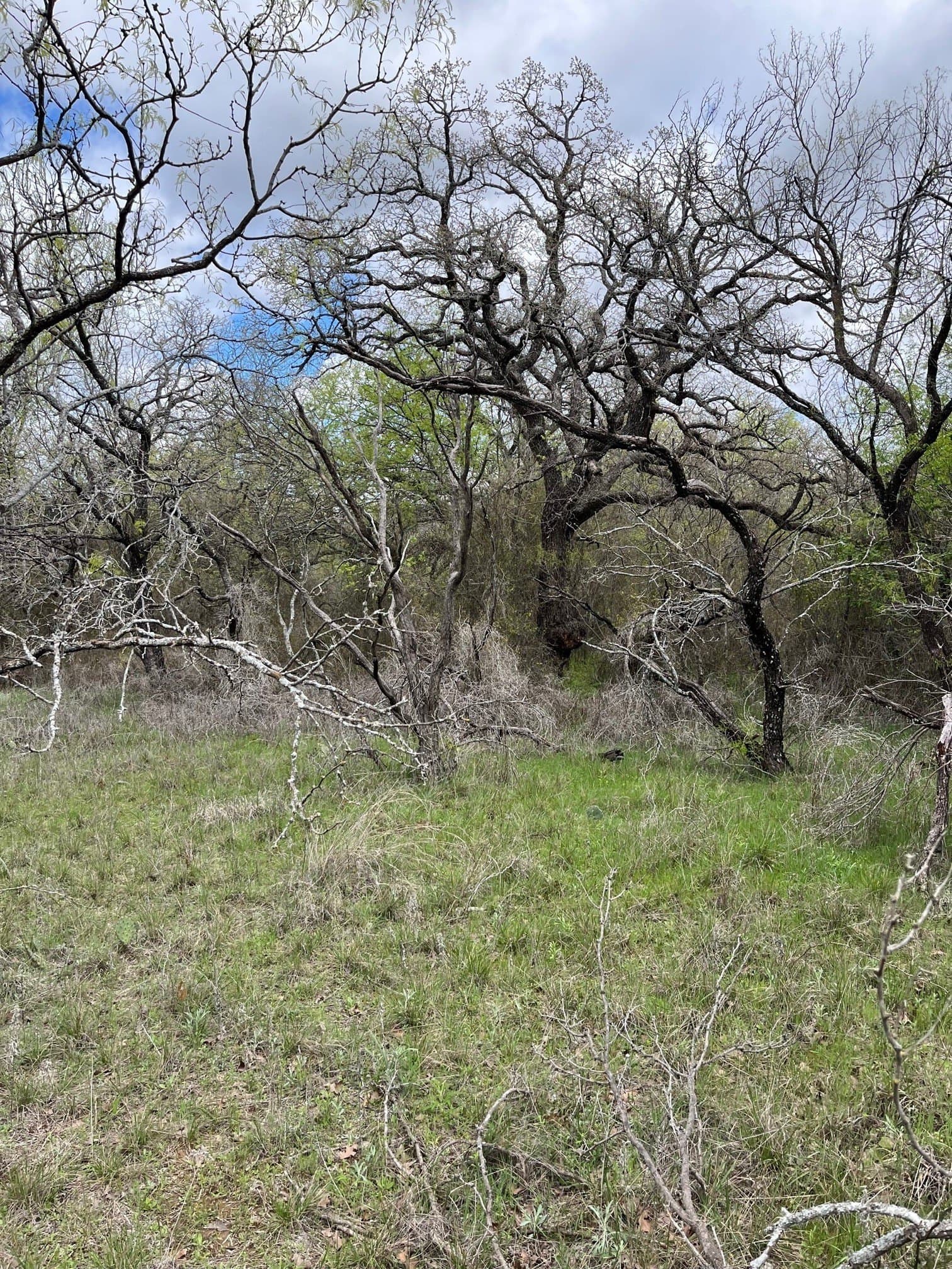 17.18 acres in Jack County - photo 3