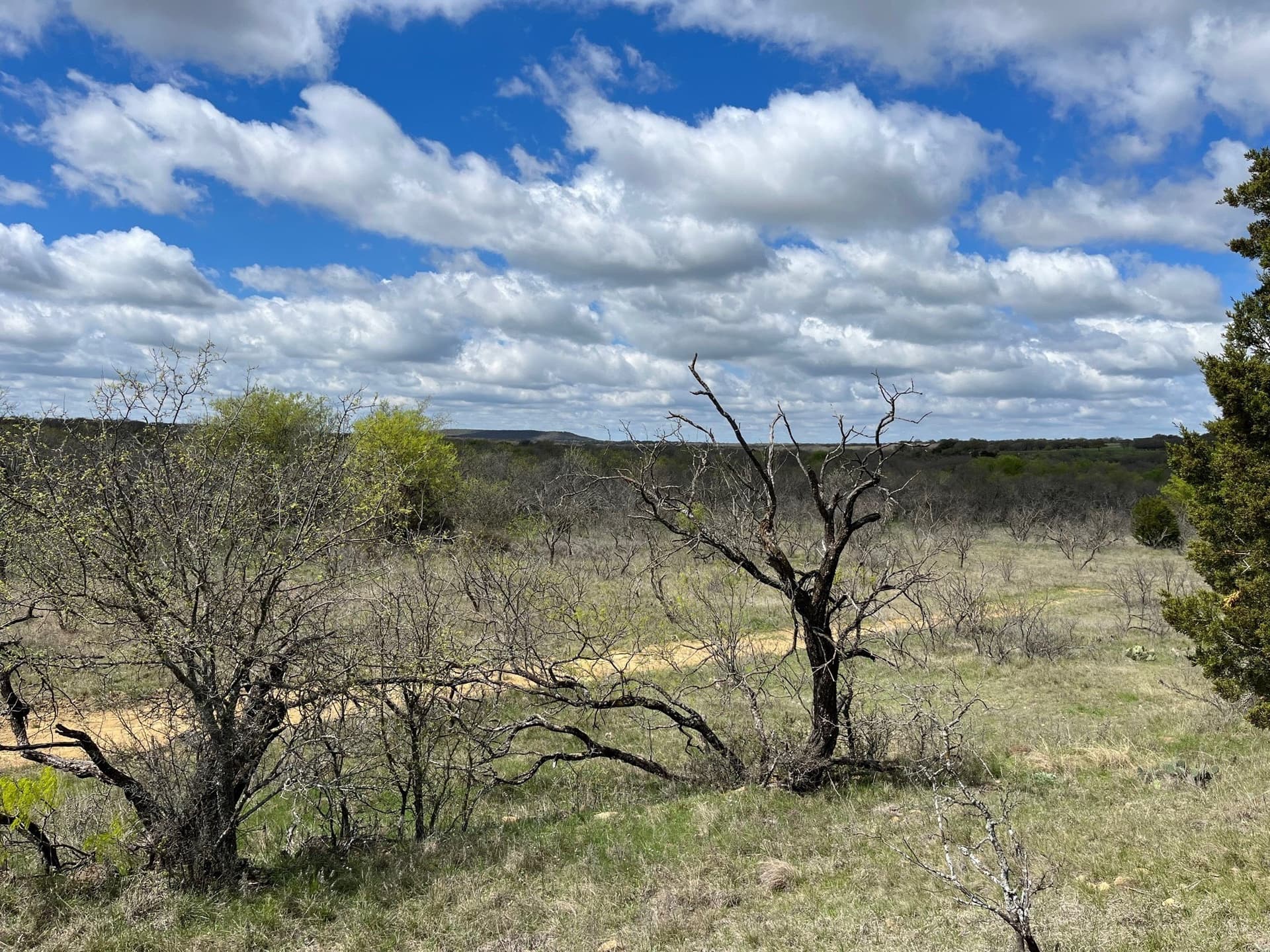 17.18 acres in Jack County - photo 4