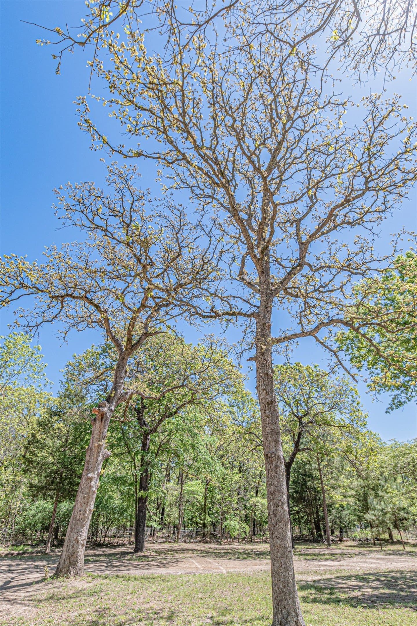4.19 acres in Henderson County - photo 15