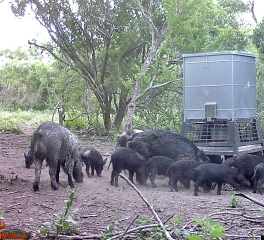 11.96 acres in Live Oak County gallery image 4