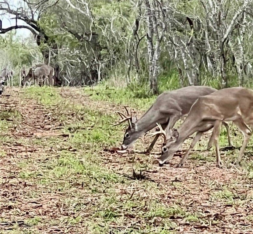 11.96 acres in Live Oak County gallery image 2