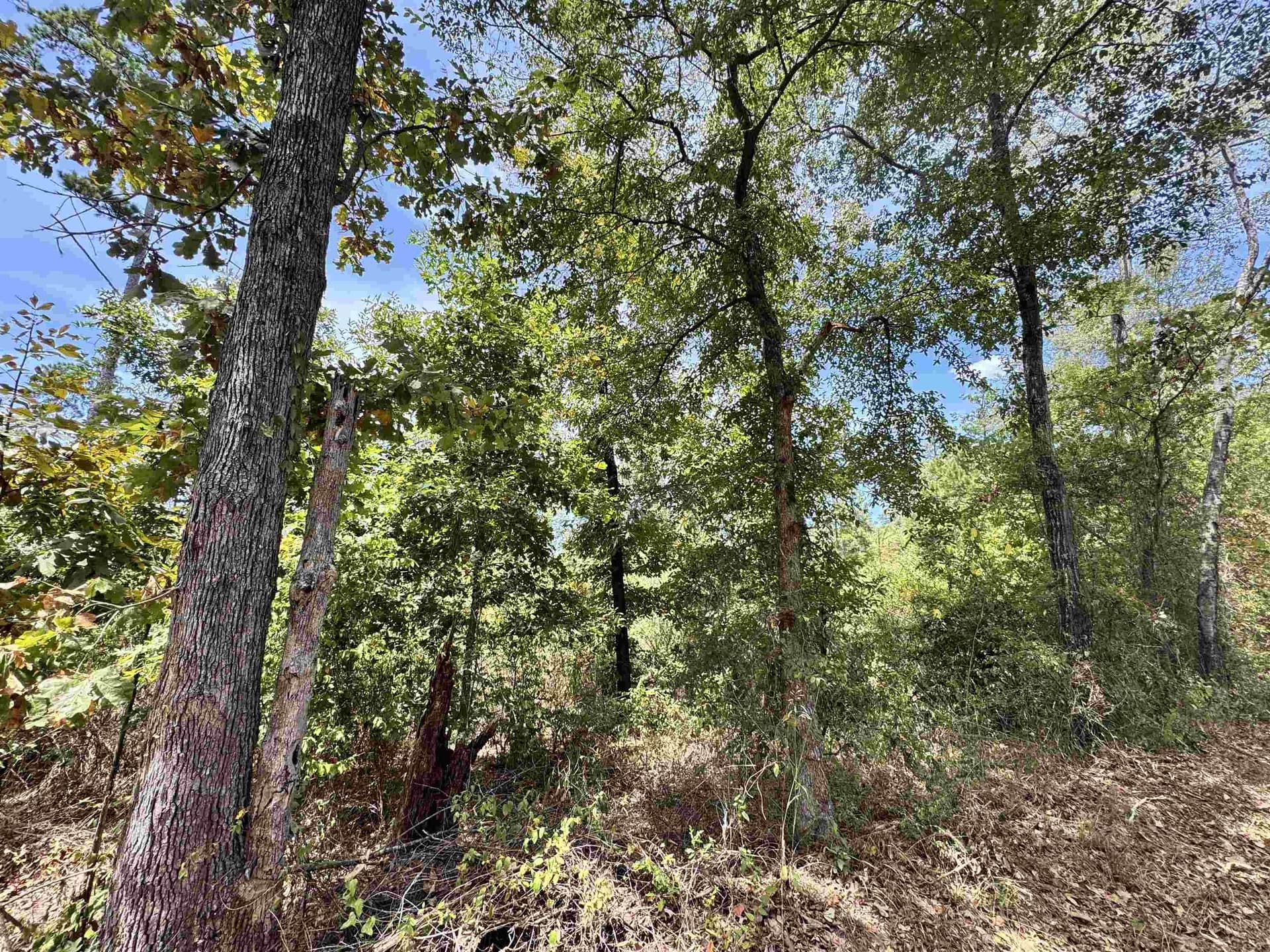11.01 acres in Rusk County - photo 4