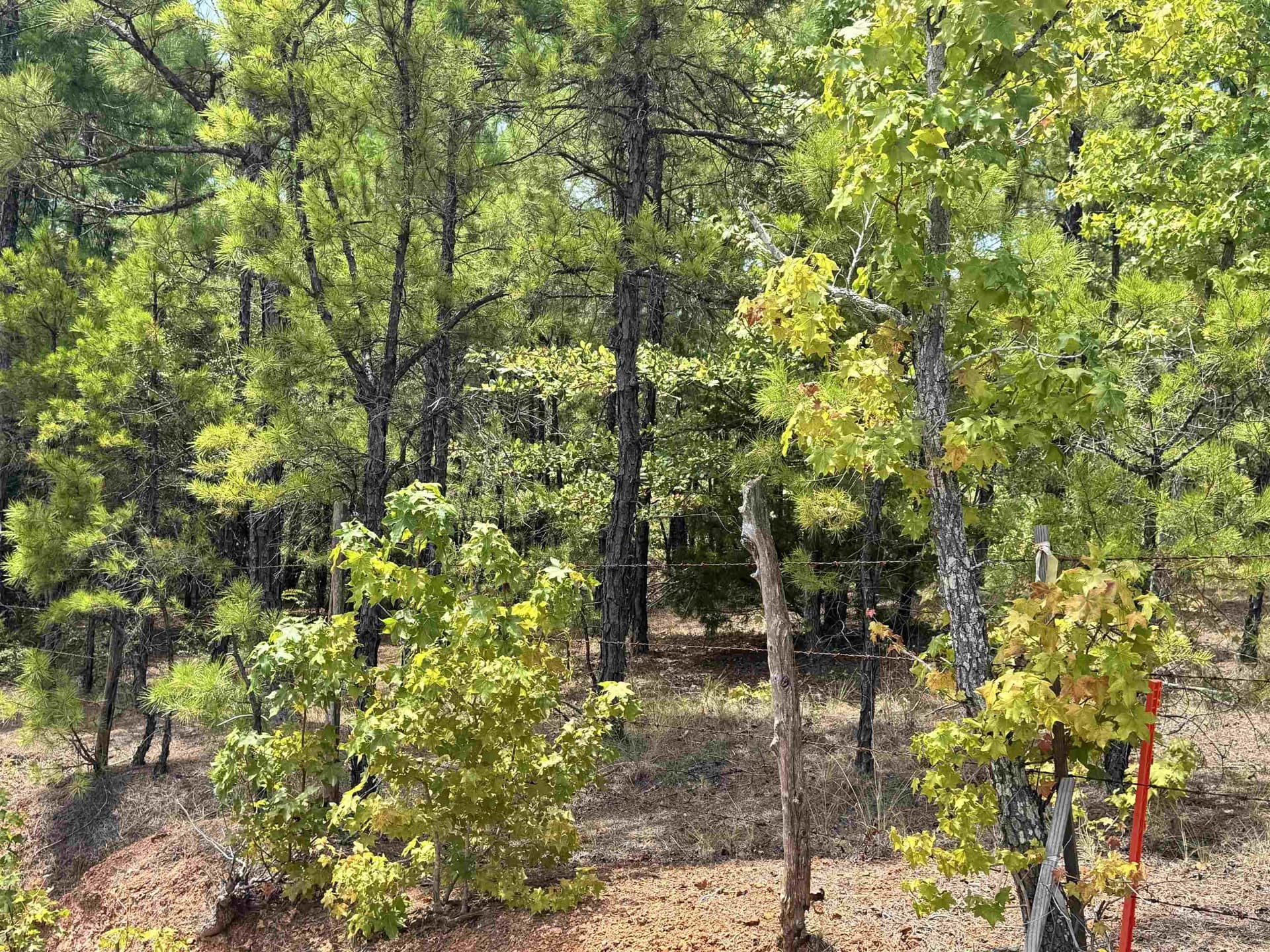 11.01 acres in Rusk County - photo 3