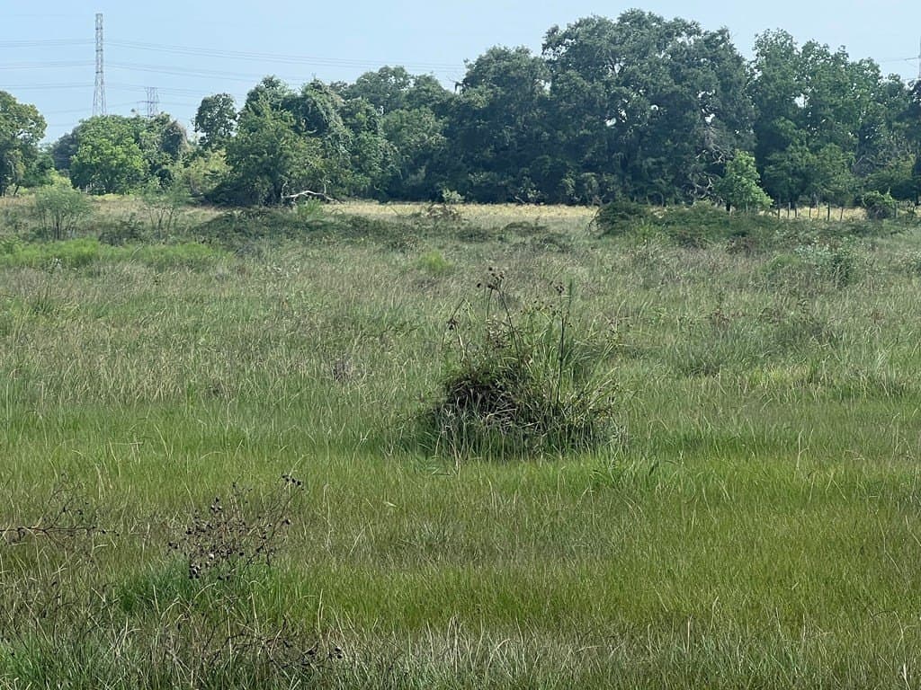 24 acres in West Columbia County gallery image 2