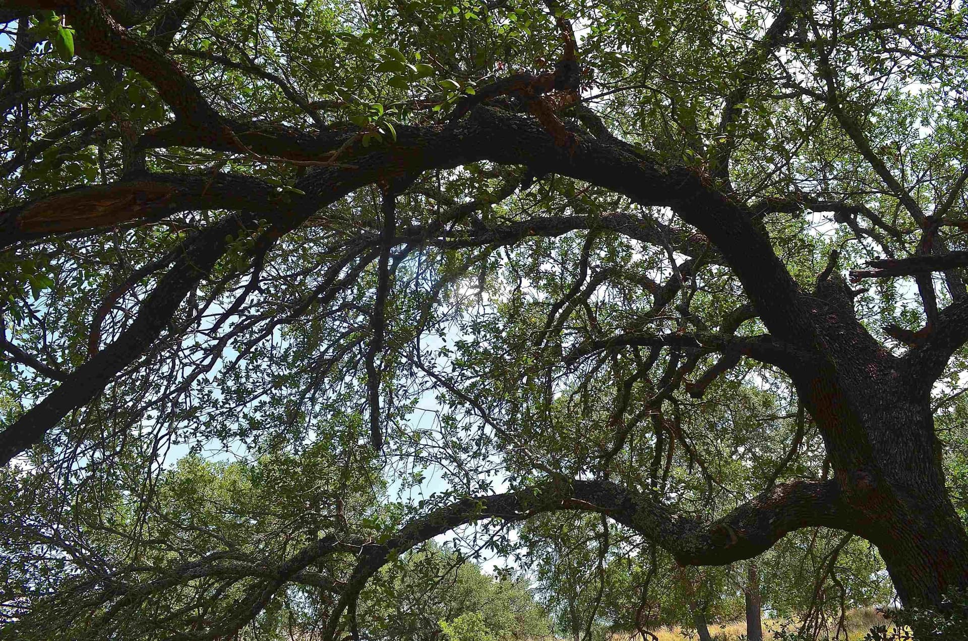 0.23 acres in Llano County - photo 12