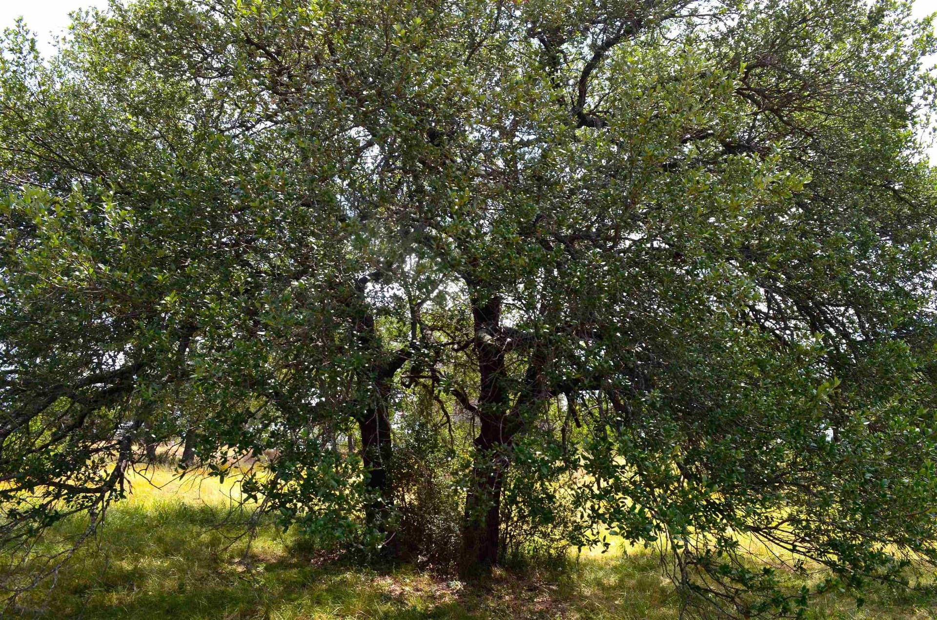 0.23 acres in Llano County - photo 6