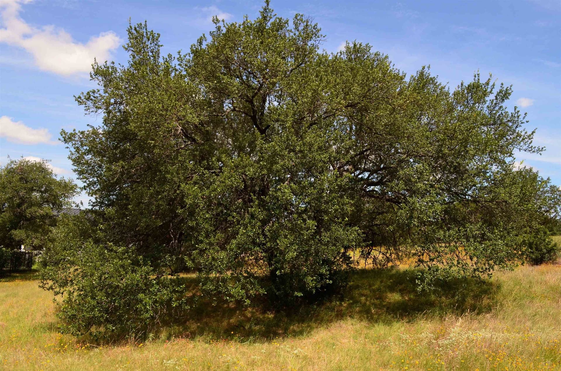 0.23 acres in Llano County - photo 13