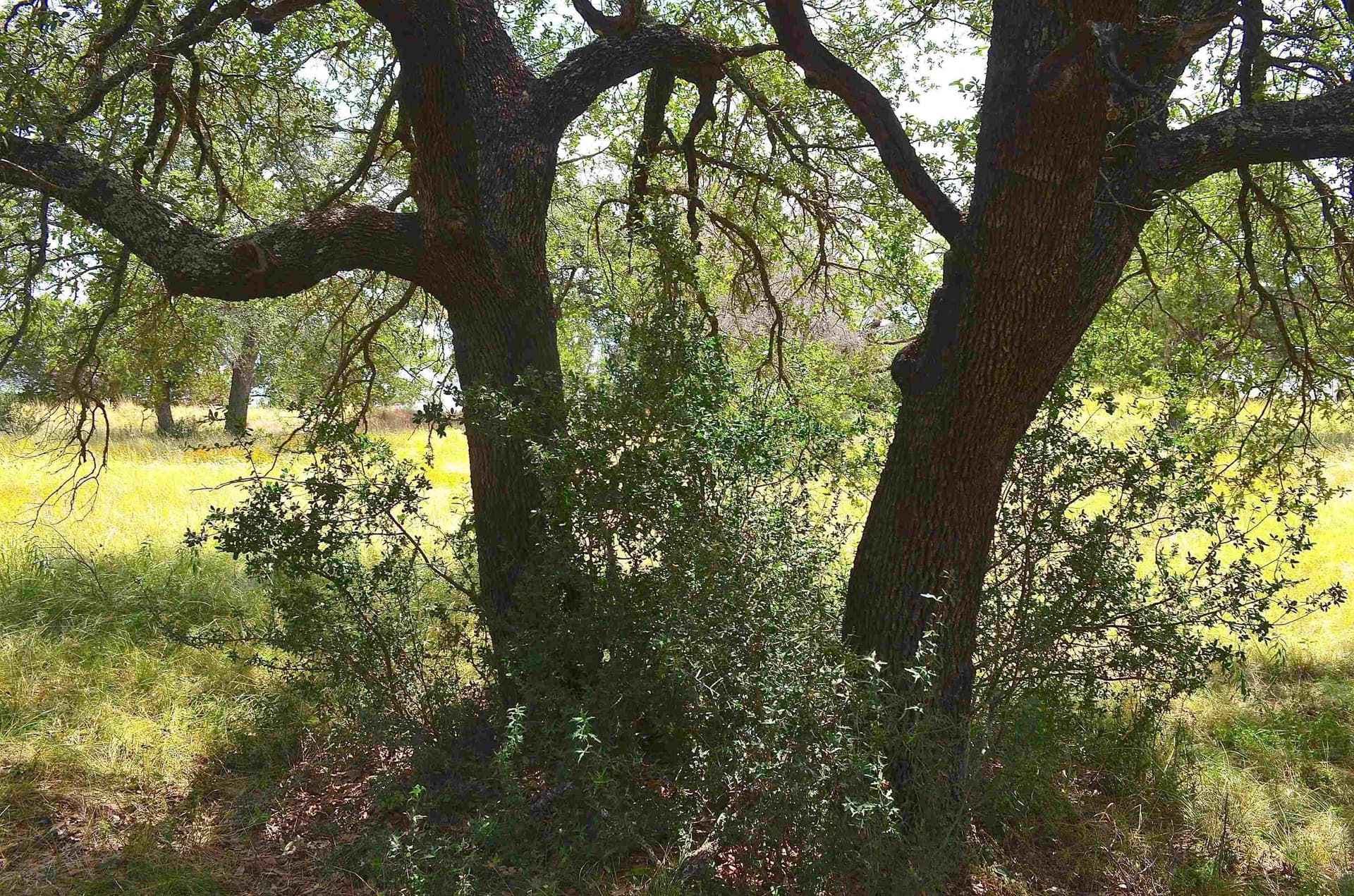 0.23 acres in Llano County - photo 11