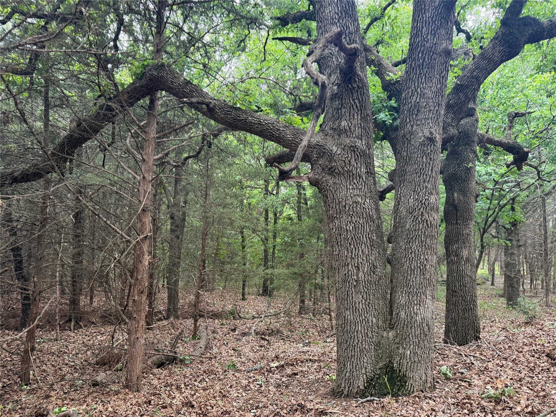 21.35 acres in Montague County - photo 24