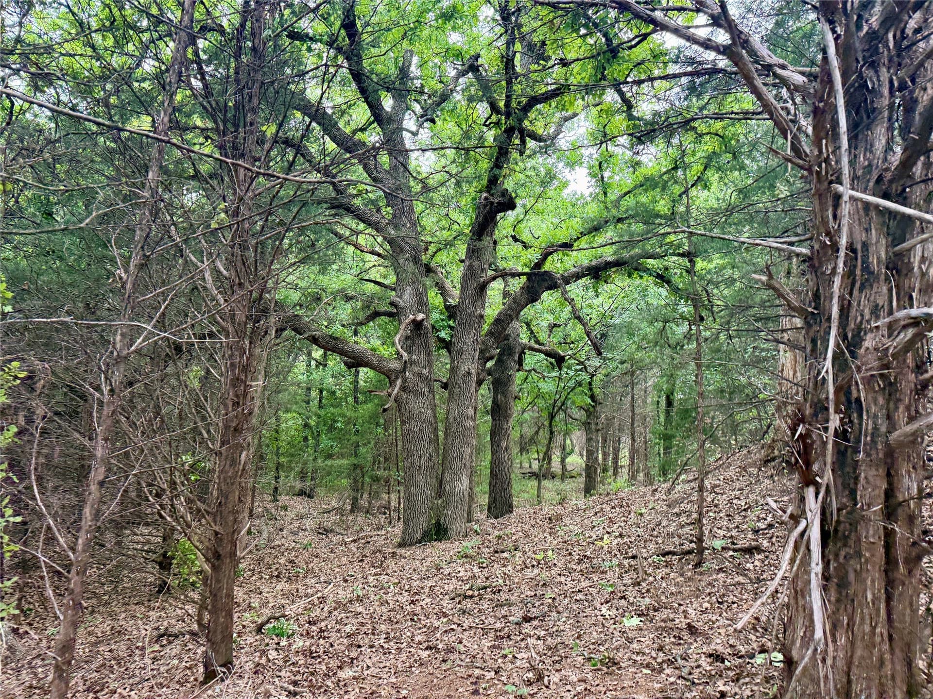 21.35 acres in Montague County - photo 23