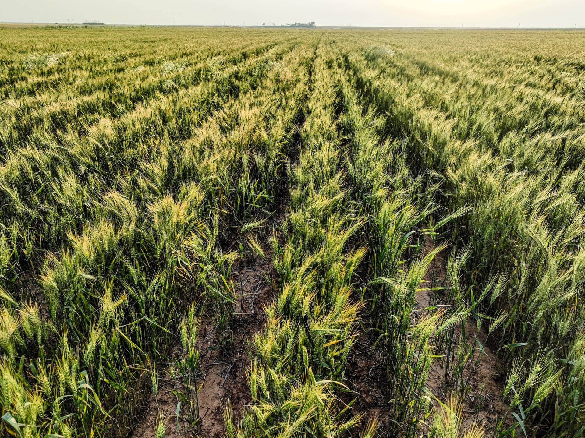 125 acres in Haskell County - photo 4