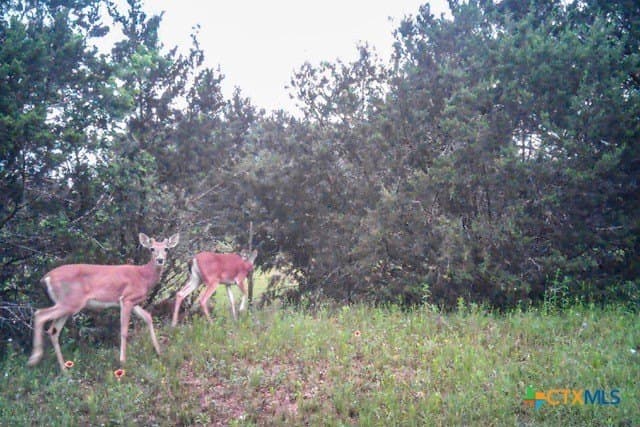 95.91 acres in Coryell County - photo 44