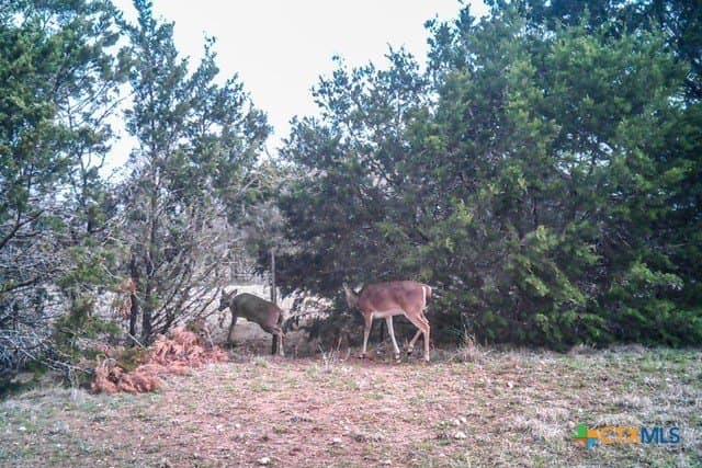 95.91 acres in Coryell County - photo 46