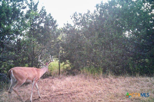 95.91 acres in Coryell County - photo 42
