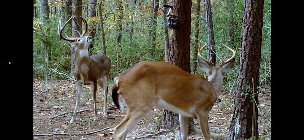56.35 acres in Texas County - photo 47
